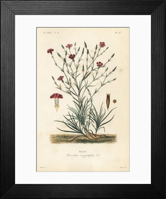 Framed Print : Carnation or clove pink, Dianthus caryophyllus Framed Print : Carnation or clove pink, Dianthus caryophyllus