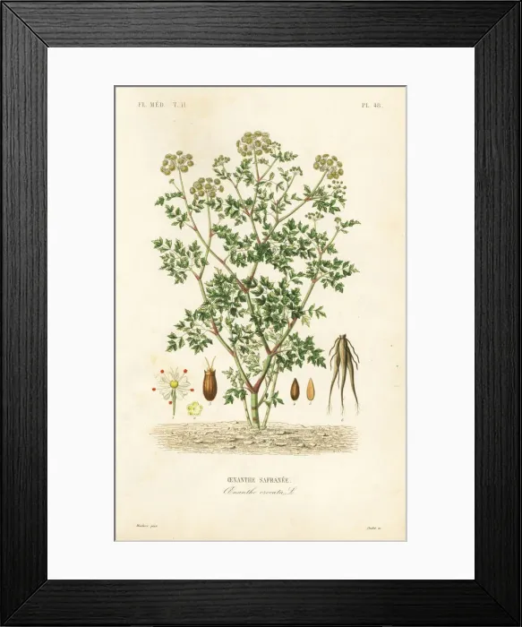 Framed Print : Hemlock water dropwort, Oenanthe crocata Framed Print : Hemlock water dropwort, Oenanthe crocata