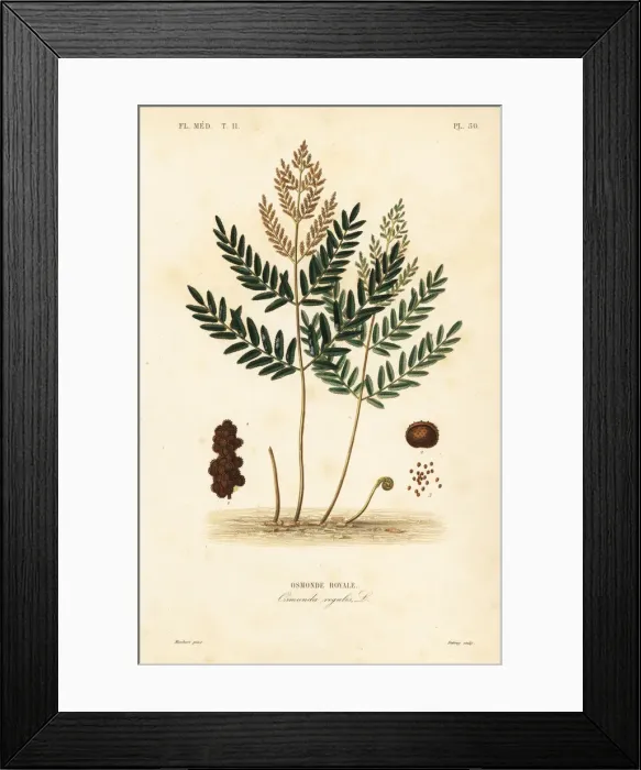 Framed Print : Royal fern, Osmunda regalis Framed Print : Royal fern, Osmunda regalis