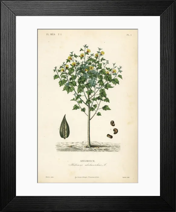 Framed Print : Abelmosk, Abelmoschus moschatus Framed Print : Abelmosk, Abelmoschus moschatus
