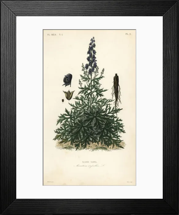 Framed Print : Monk s-hood, aconite or wolfsbane Framed Print : Monk s-hood, aconite or wolfsbane