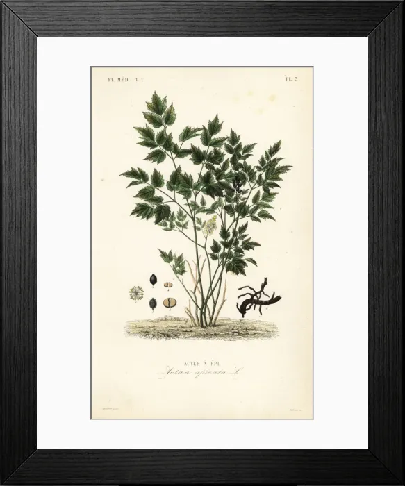 Framed Print : Eurasian baneberry or herb Christopher, Actaea spicata Framed Print : Eurasian baneberry or herb Christopher, Actaea spicata