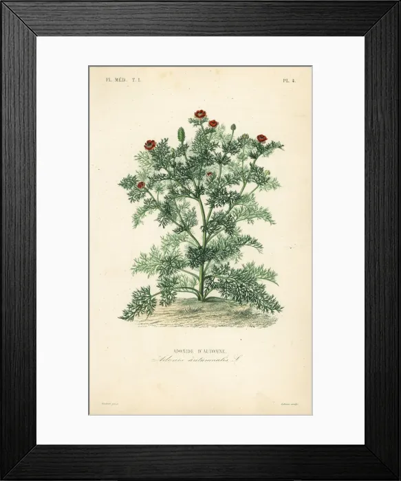 Framed Print : Adonis flower or pheasants eye, Adonis Framed Print : Adonis flower or pheasants eye, Adonis