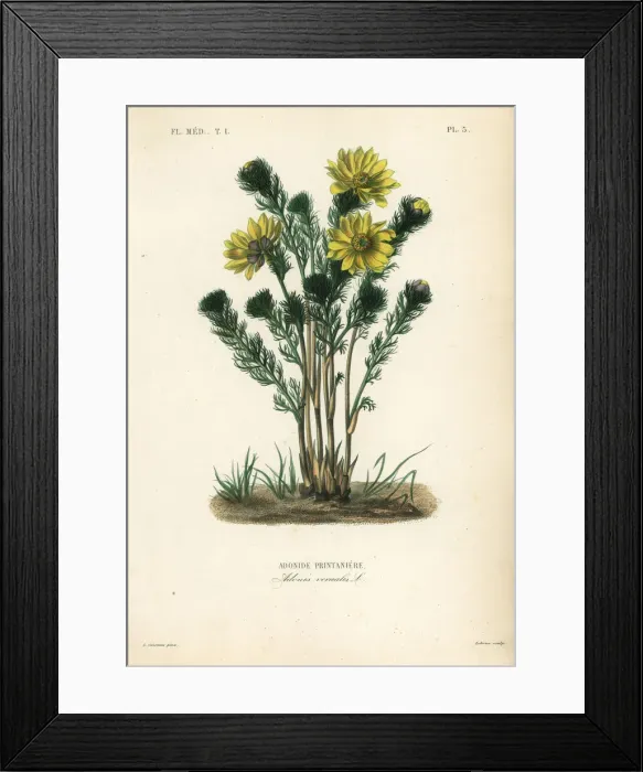 Framed Print : Spring pheasants eye or false hellebore Framed Print : Spring pheasants eye or false hellebore