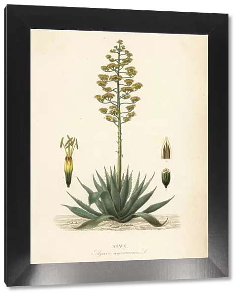 Sentry plant or American aloe, Agave americana