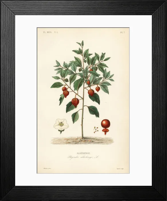 Framed Print : Bladder cherry or Chinese lantern, Physalis alkekengi Framed Print : Bladder cherry or Chinese lantern, Physalis alkekengi