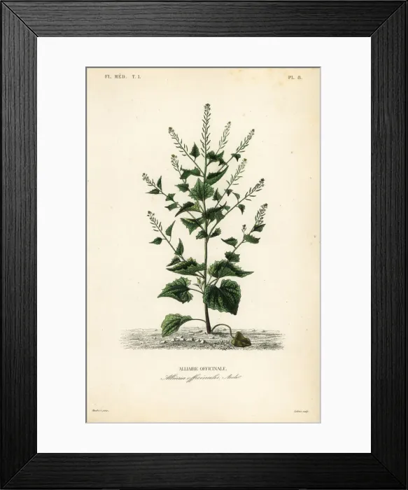 Framed Print : Jack-by-the-hedge, Alliaria petiolata Framed Print : Jack-by-the-hedge, Alliaria petiolata