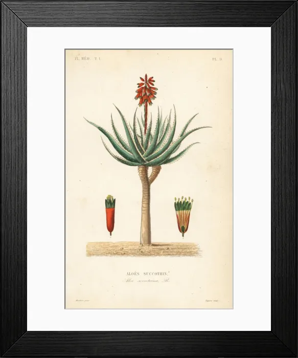 Framed Print : Fynbos aloe, Aloe succotrina Framed Print : Fynbos aloe, Aloe succotrina