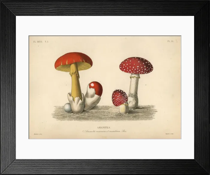 Framed Print : Fly agaric mushroom and imperial mushroom Framed Print : Fly agaric mushroom and imperial mushroom