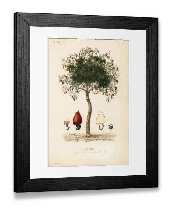 Framed Print : Cashew tree or cashew nut tree, Anacardium occidentale Framed Print : Cashew tree or cashew nut tree, Anacardium occidentale