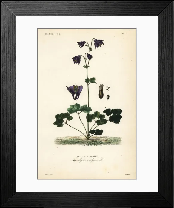 Framed Print : European columbine, Aquilegia vulgaris Framed Print : European columbine, Aquilegia vulgaris