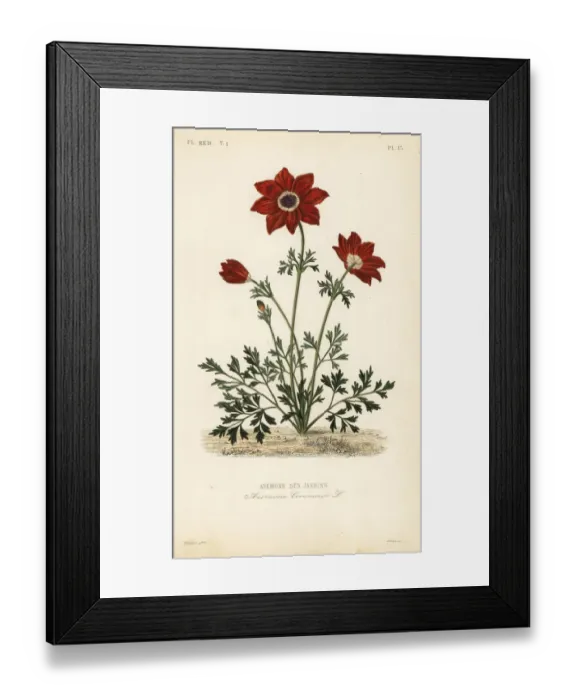 Framed Print : Poppy anemone or Spanish marigold, Anemone coronaria Framed Print : Poppy anemone or Spanish marigold, Anemone coronaria
