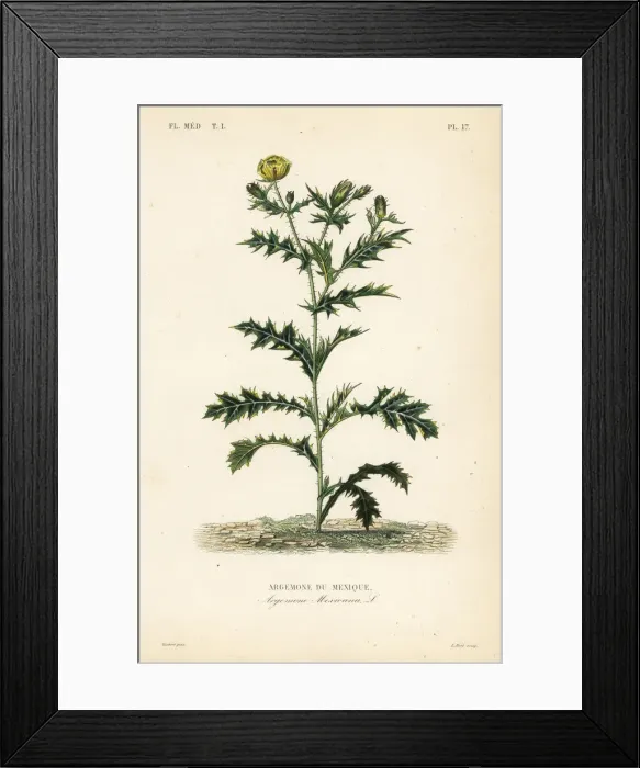 Framed Print : Mexican poppy or flowering thistle, Argemone mexicana Framed Print : Mexican poppy or flowering thistle, Argemone mexicana