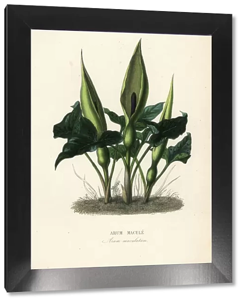 Wild arum, Arum maculatum