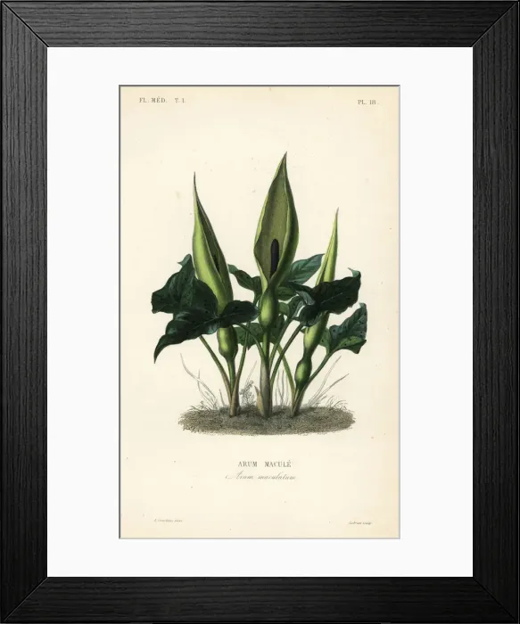 Framed Print : Wild arum, Arum maculatum Framed Print : Wild arum, Arum maculatum