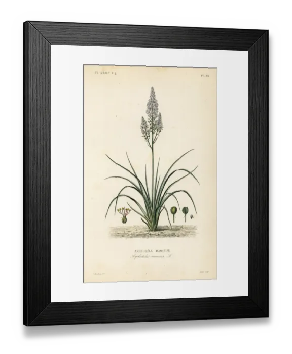 Framed Print : Branched asphodel, Asphodelus ramosus Framed Print : Branched asphodel, Asphodelus ramosus