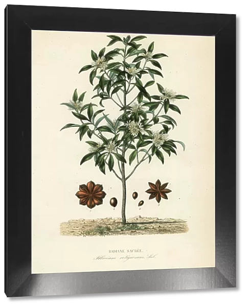 Japanese star anise or sacred anise tree, Illicium anisatum