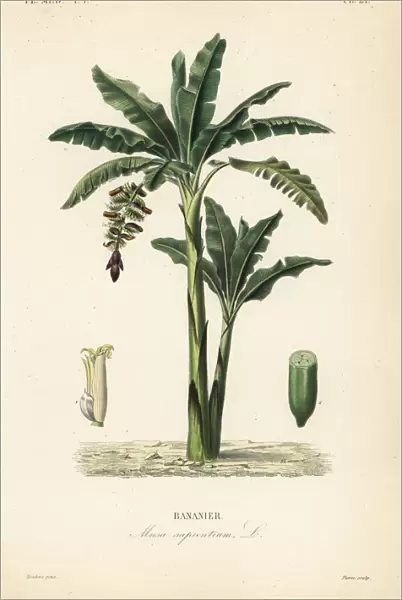 Banana tree, Musa paradisiaca, Musa sapientium