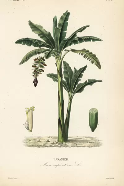 Banana tree, Musa paradisiaca, Musa sapientium