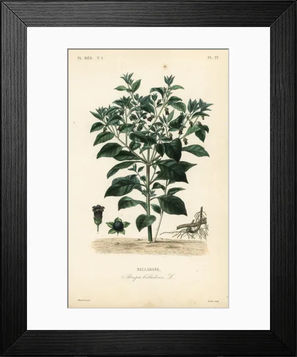 Framed Print : Deadly nightshade, Atropa belladonna Framed Print : Deadly nightshade, Atropa belladonna