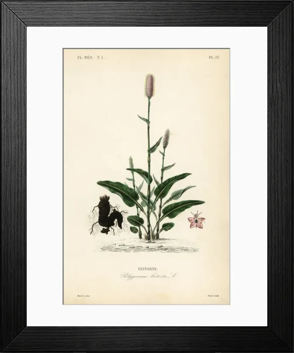 Framed Print : European bistort or snakeroot, Persicaria bistorta Framed Print : European bistort or snakeroot, Persicaria bistorta
