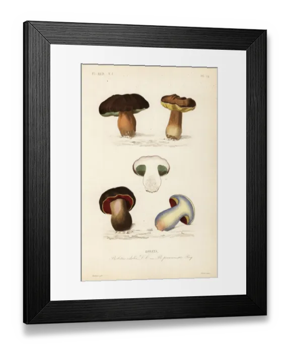 Framed Print : Porcini mushroom, Boletus edulis, and lurid Framed Print : Porcini mushroom, Boletus edulis, and lurid