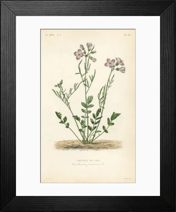 Framed Print : Cuckooflower, Cardamine pratensis Framed Print : Cuckooflower, Cardamine pratensis