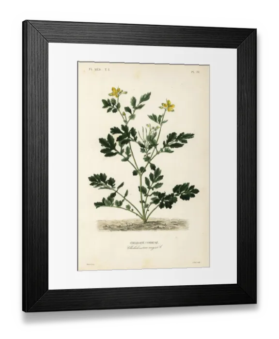 Framed Print : Greater celandine, Chelidonium majus Framed Print : Greater celandine, Chelidonium majus