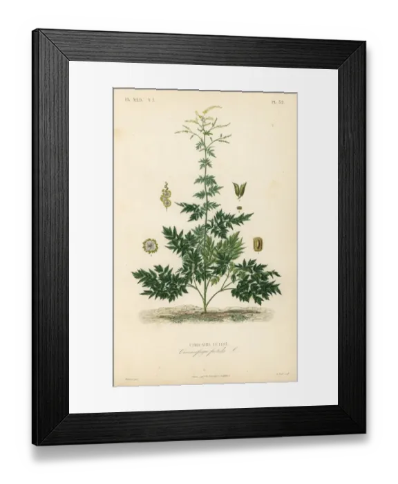 Framed Print : Bugbane or cohosh, Actaea cimicifuga Framed Print : Bugbane or cohosh, Actaea cimicifuga