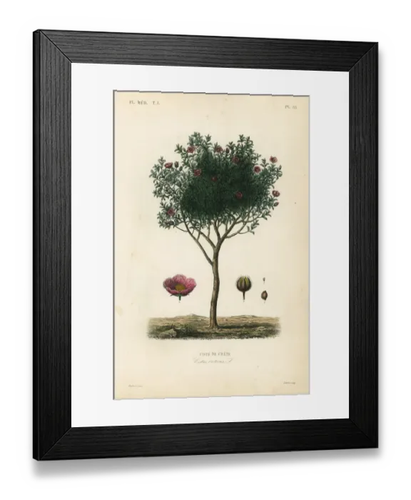 Framed Print : Pink rock rose or hoary rock-rose, Cistus creticus Framed Print : Pink rock rose or hoary rock-rose, Cistus creticus