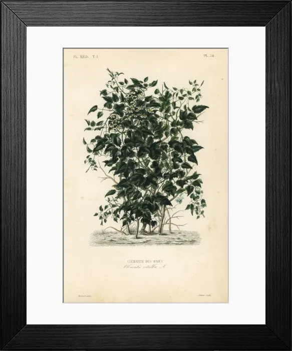 Framed Print : Olld mans beard and travellers joy, Clematis vitalba Framed Print : Olld mans beard and travellers joy, Clematis vitalba