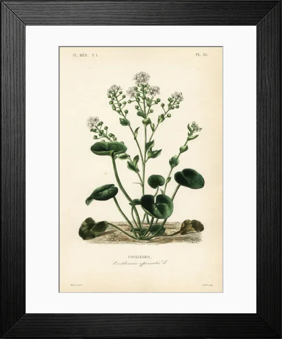 Framed Print : Scurvygrass, Cochlearia officinalis Framed Print : Scurvygrass, Cochlearia officinalis