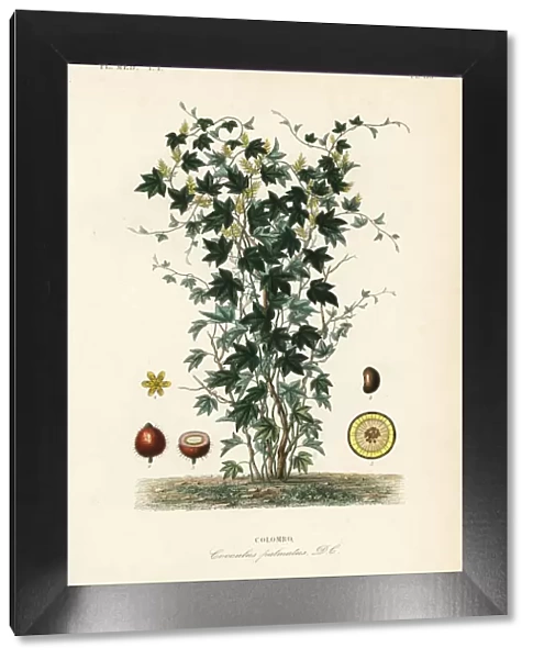 Calumba tree, Jateorhiza columba