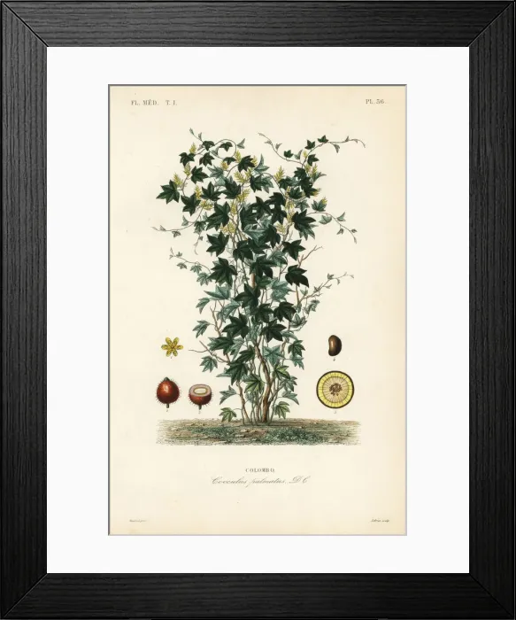 Framed Print : Calumba tree, Jateorhiza columba Framed Print : Calumba tree, Jateorhiza columba
