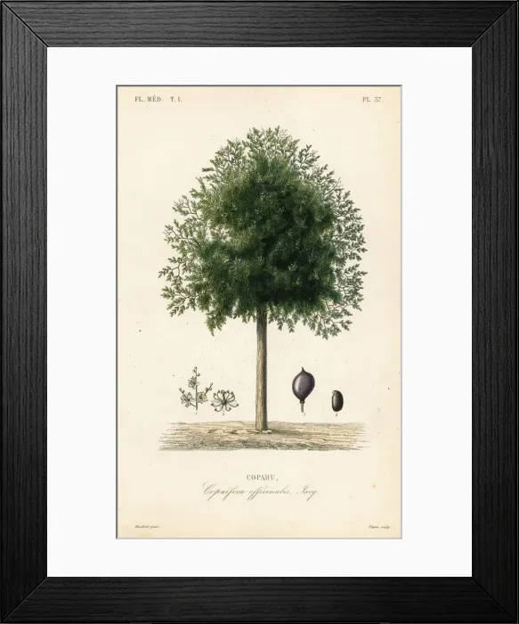 Framed Print : Copaiba tree, Copaifera officinalis Framed Print : Copaiba tree, Copaifera officinalis