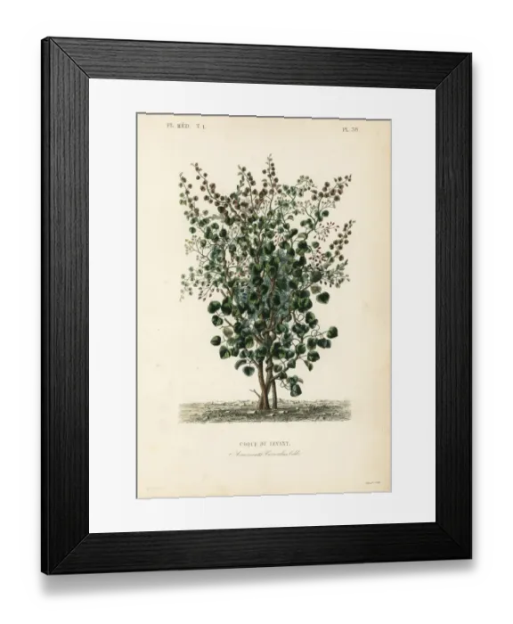 Framed Print : Indian berry, fish berry or Levant nut, Anamirta cocculus Framed Print : Indian berry, fish berry or Levant nut, Anamirta cocculus