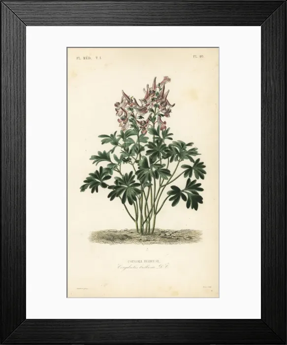 Framed Print : Fumewort, Corydalis solida Framed Print : Fumewort, Corydalis solida