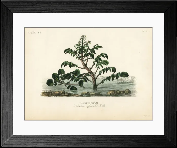 Framed Print : Watercress or yellowcress, Nasturtium officinale Framed Print : Watercress or yellowcress, Nasturtium officinale