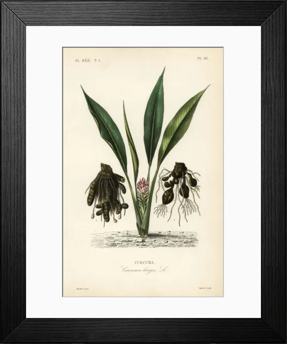 Framed Print : Turmeric or ukon, Curcuma longa Framed Print : Turmeric or ukon, Curcuma longa