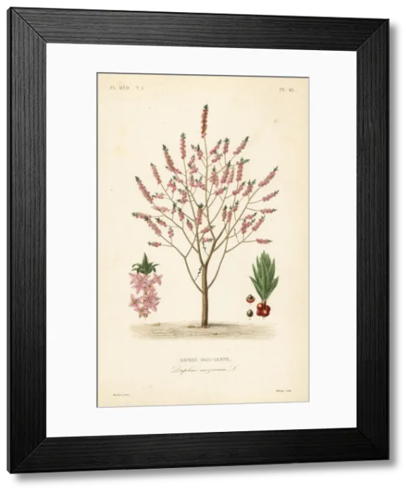 Framed Print : Mezereon or spurge laurel, Daphne mezereum Framed Print : Mezereon or spurge laurel, Daphne mezereum