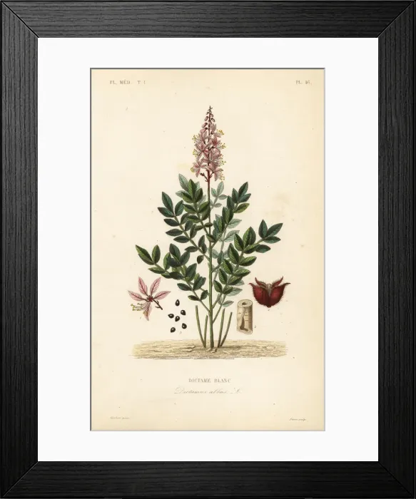 Framed Print : Dittany, Dictamnus albus Framed Print : Dittany, Dictamnus albus