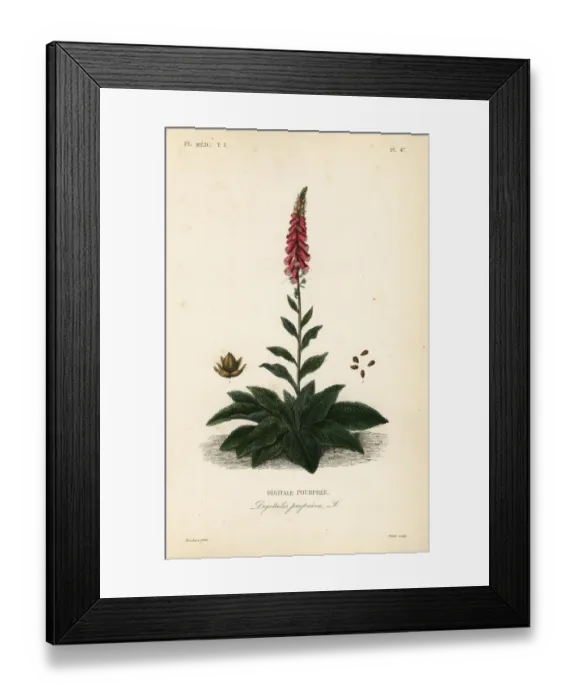 Framed Print : Purple foxglove or ladys glove, Digitalis Framed Print : Purple foxglove or ladys glove, Digitalis