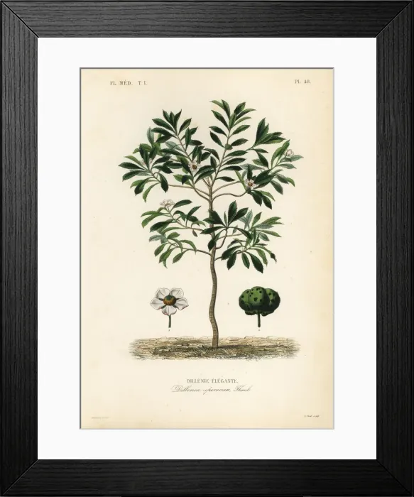 Framed Print : Elephant apple or chulta, Dillenia indica Framed Print : Elephant apple or chulta, Dillenia indica