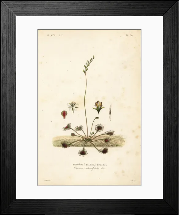 Framed Print : Common sundew, Drosera rotundifolia Framed Print : Common sundew, Drosera rotundifolia