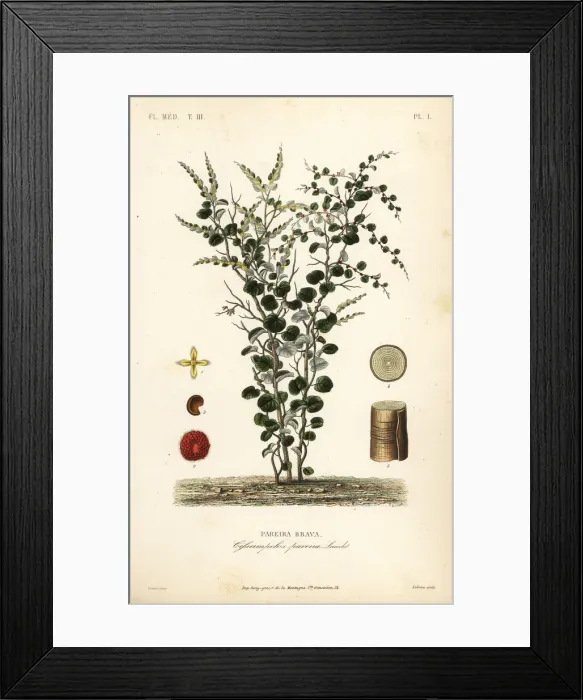 Framed Print : Velvet-leaf or abuta, Cissampelos pareira Framed Print : Velvet-leaf or abuta, Cissampelos pareira