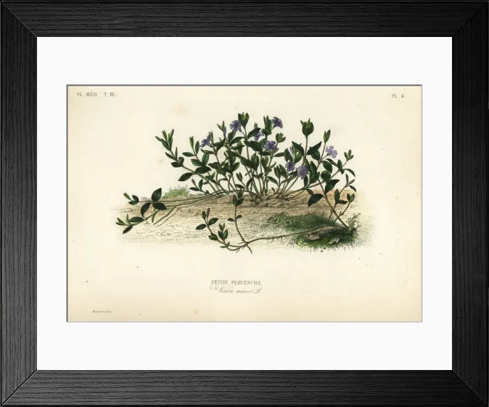 Framed Print : Lesser periwinkle, Vinca minor Framed Print : Lesser periwinkle, Vinca minor