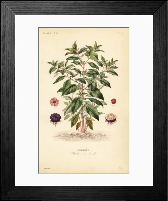 Framed Print : American pokeweed, Phytolacca americana Framed Print : American pokeweed, Phytolacca americana