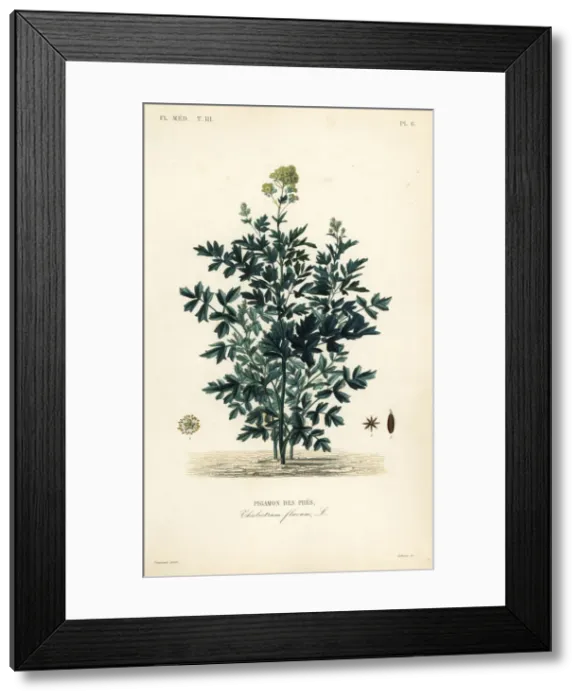Framed Print : Common meadow rue, Thalictrum flavum Framed Print : Common meadow rue, Thalictrum flavum