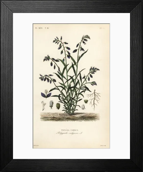 Framed Print : Common milkwort, Polygala vulgaris Framed Print : Common milkwort, Polygala vulgaris