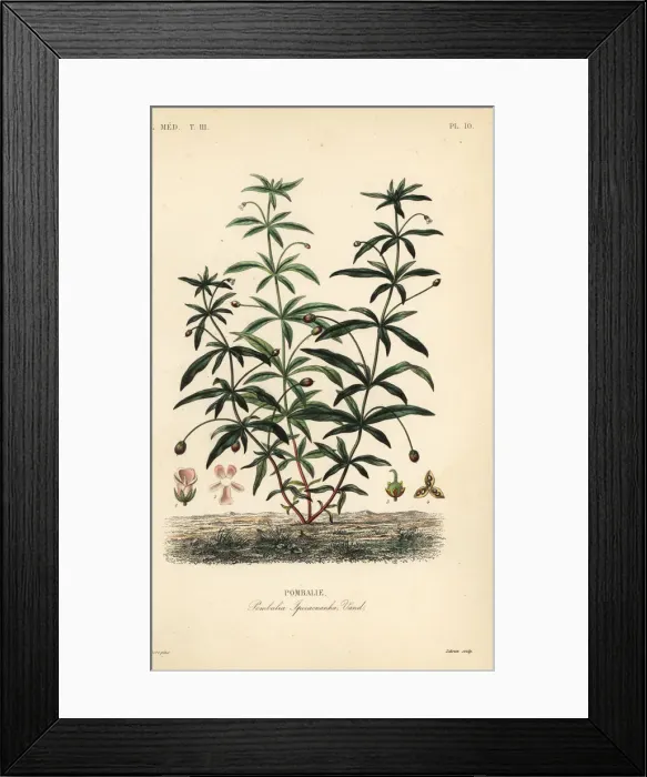 Framed Print : Greenviolet or humpback flower, Hybanthus calceolaria Framed Print : Greenviolet or humpback flower, Hybanthus calceolaria